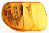 Detailed Fossil Mayfly (Ephemeroptera) In Baltic Amber #284581-1